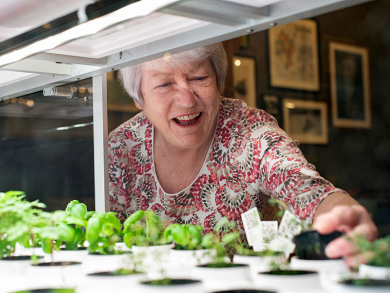 Resident tending to herbs in the greenhouse