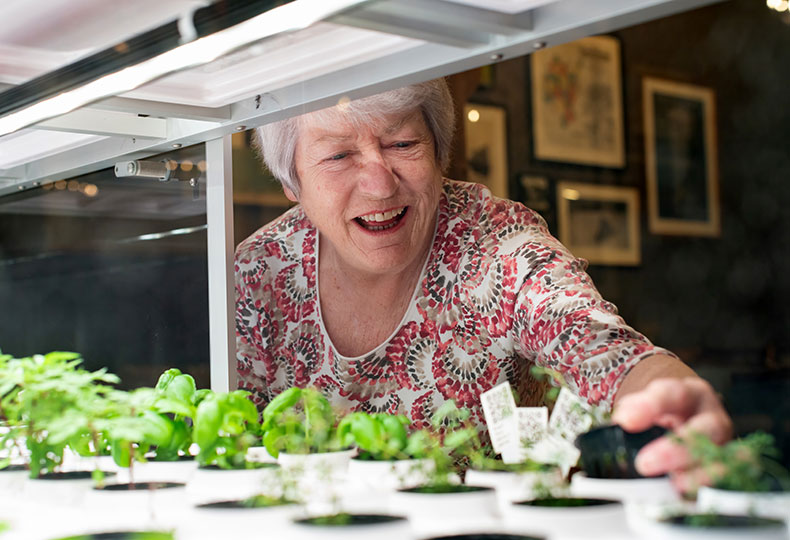 Resident tending to herbs in the greenhouse