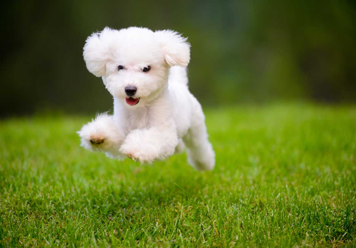 Happy Dog Fast Running On Lawn
