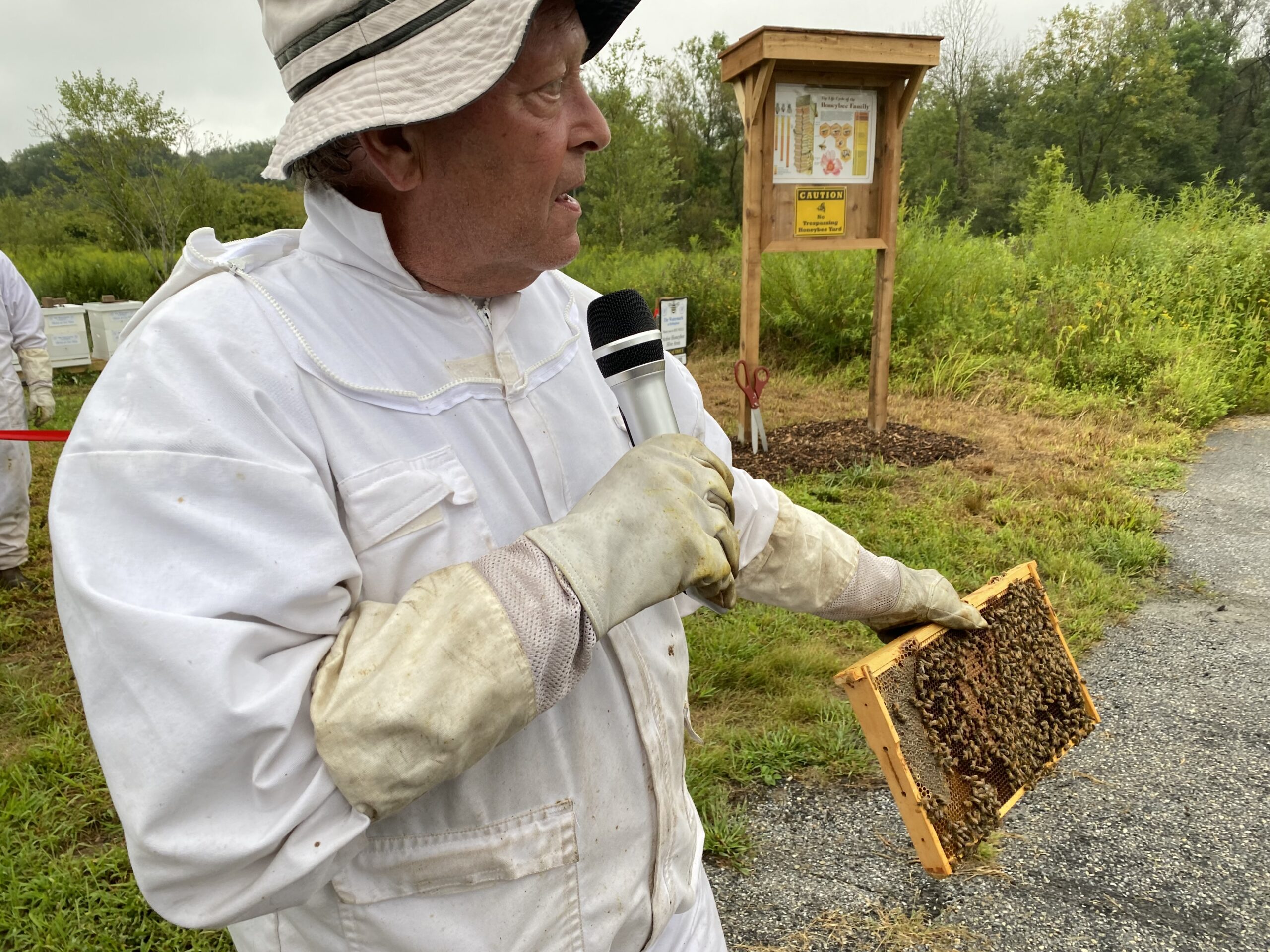 bees with bellingham