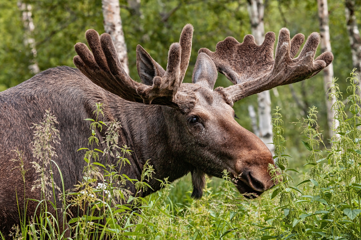 Hunting Club - The Alaska Moose